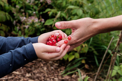 Close-up of hand holding red fruit