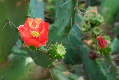 Close-up of red rose