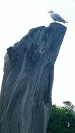 Low angle view of bird perching on tree trunk against clear sky