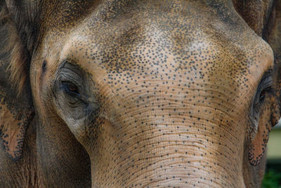 Close-up of elephant