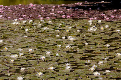 Close-up of white flowering plants in park