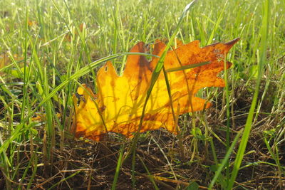 Autumn leaves on grassy field