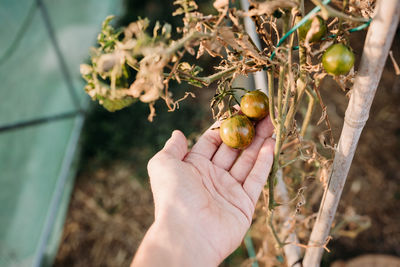 Close-up of hand holding fruit