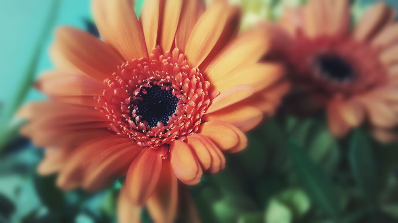 flower, flowering plant, plant, fragility, vulnerability, petal, beauty in nature, flower head, close-up, inflorescence, freshness, growth, pollen, nature, gerbera daisy, selective focus, orange color, daisy, focus on foreground, no people