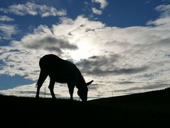 Silhouette horse standing on field against sky