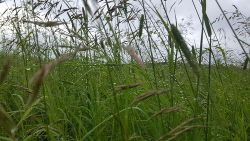 Close-up of grass on field against sky