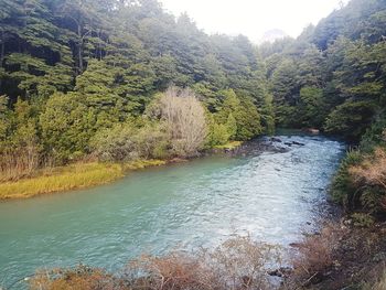 River flowing amidst trees in forest