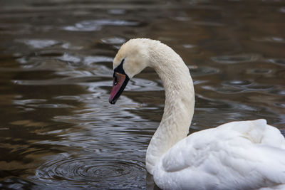 Close-up of swan swimming in lake