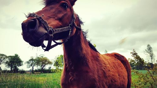 Close-up of horse standing on field