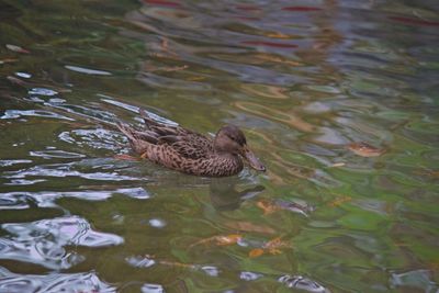 High angle view of duck swimming in lake