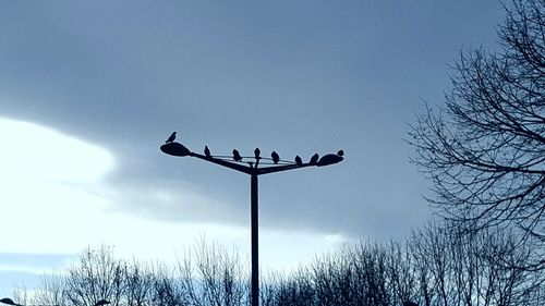 Low angle view of silhouette birds perching on tree