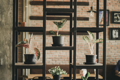 Potted plants on table at home