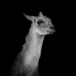 Alpaca against black background