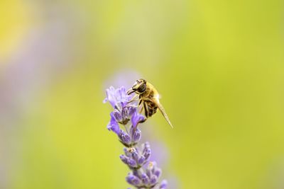 Close-up of bee pollinating on purple flower