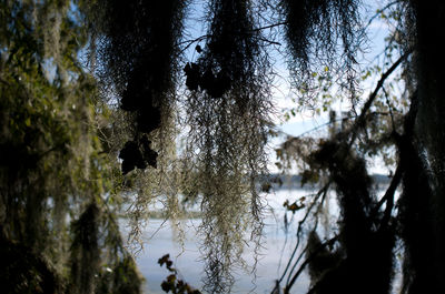 Reflection of trees in water