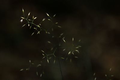 Close-up of succulent plant