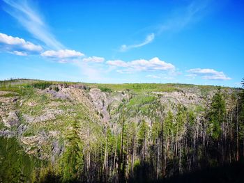 Plants growing on land against sky