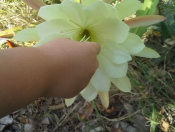 Close-up of hand holding flowers