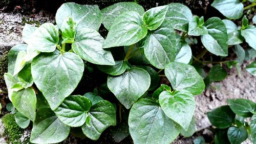 High angle view of leaves on plant