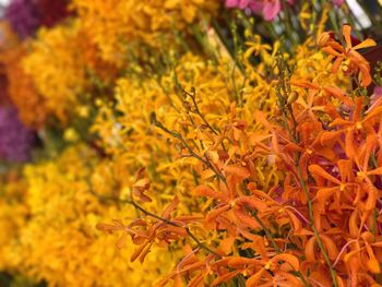 Close-up of yellow flowers during autumn