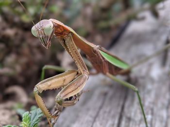 Close-up of insect on wood