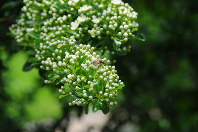 Close-up of insect on flowering plants