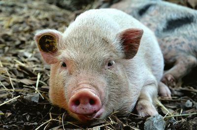 Close-up portrait of pig sitting on dirt