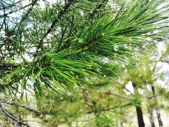 Low angle view of tree