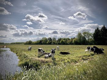 Cows on grassy field against sky