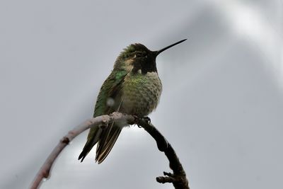 bird