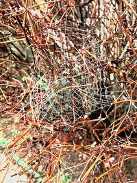 Close-up of spider web