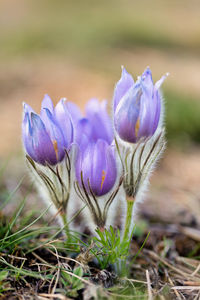 Close-up of purple crocus flowers on field