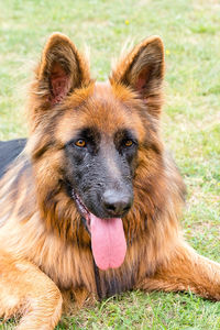 Close-up portrait of a dog