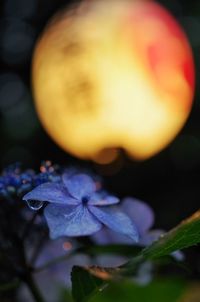 Close-up of purple flowering plant