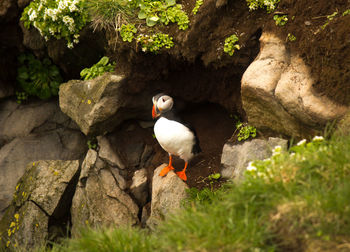 Bird perching on rock