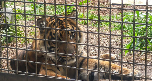 Close-up of horse in cage at zoo