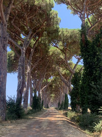 Road amidst trees in forest against sky