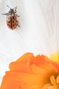 Close-up of ladybug on orange flower