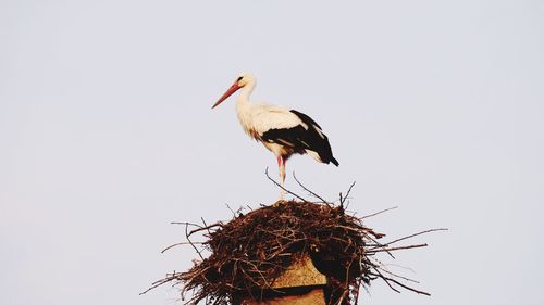 Close-up of bird perching on nest against clear sky