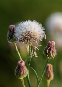 Close-up of wilted dandelion flower