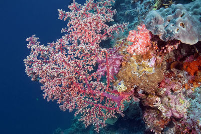 View of coral in sea