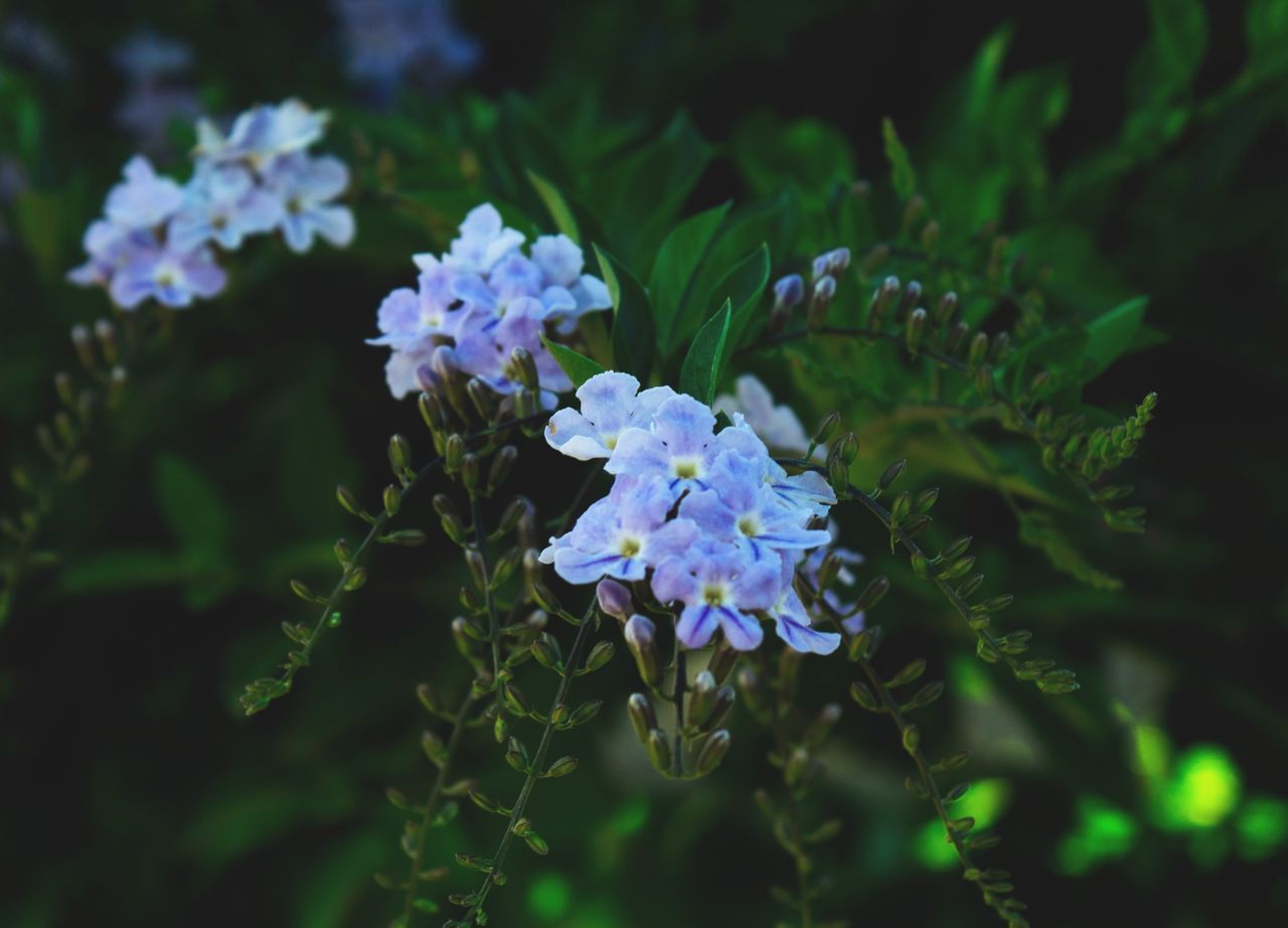 CLOSE-UP OF BLUE FLOWERING PLANT