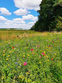 Scenic view of flowering plants on land