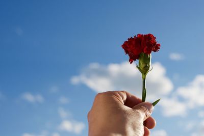 Cropped hand holding red flower against blue sky