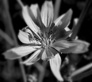 Close-up of flower blooming outdoors