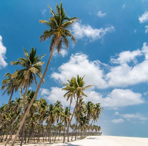 Low angle view of palm trees against sky