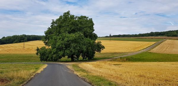 Scenic view of agricultural field against sky