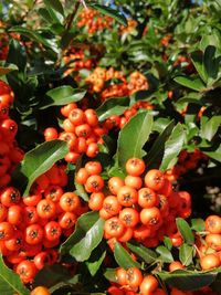 Close-up of cherries and plants