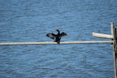 Bird flying over sea