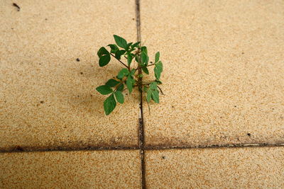 High angle view of plant on floor against wall